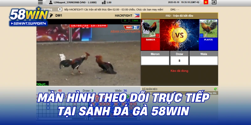 Màn hình theo dõi trực tiếp tại sảnh đá gà 58WIN